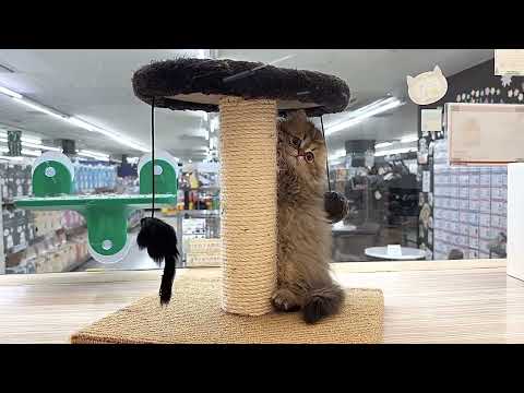 【2024.5.5撮影】可愛すぎるペルシャの子猫 女の子！初日から爪研ぎを覚えてくれました♪