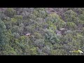 Manada de lobos en la Cordillera Cantábrica