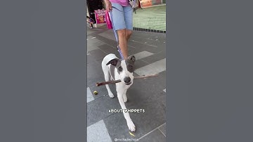 Whippet - Een geweldige keuze voor beginnende hondenbezitters #shorts