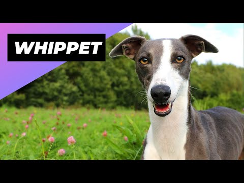 Wideo: Czy whippety są dobrymi zwierzętami domowymi?