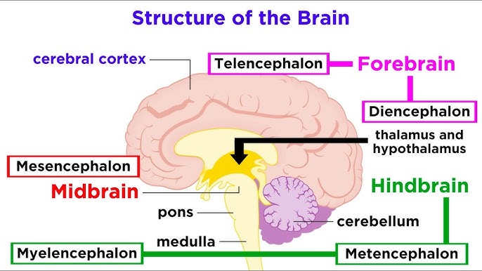 The Anatomy of the Human Brain