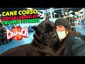 Cane Corso Goes To @Crunch Fitness and Coffee Shop