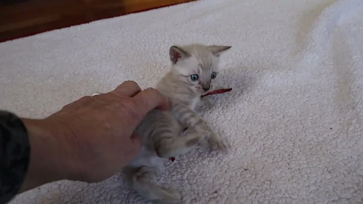 Watch the video about Conch5wksp