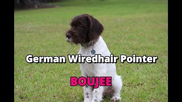 German Wirehair Pointer -Training Boujee