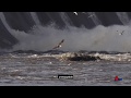 Bald Eagle Series (2) - The Legend at Conowingo Dam (2019)