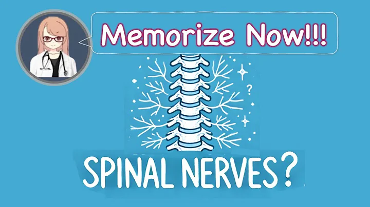 1-3.  Spinal Nerves—Mnemonics Before Your Exam!