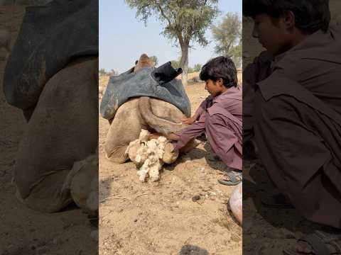 يبدو أن القروي وجد كنزا تحت الجمل