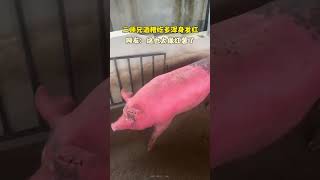 养殖户在自家猪棚拍下滑稽一幕：一头猪吃多酒糟变得满身通红，仿佛巨型红薯。｜中国大陆　福建　动物世界　#shorts