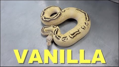 Featured Morph | Vanilla Ball Python !! With King Austin