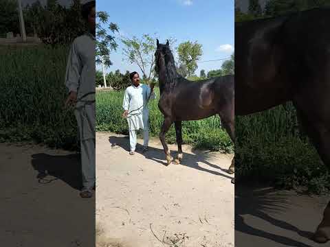 گل داؤد کا بچہ بریڈر گھوڑا  انچ قد اونر ملک الل ہ دتہ
