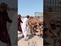 مشهد نادر تحميل الجمل في السيارة 