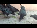 Ayam Cemani Chick