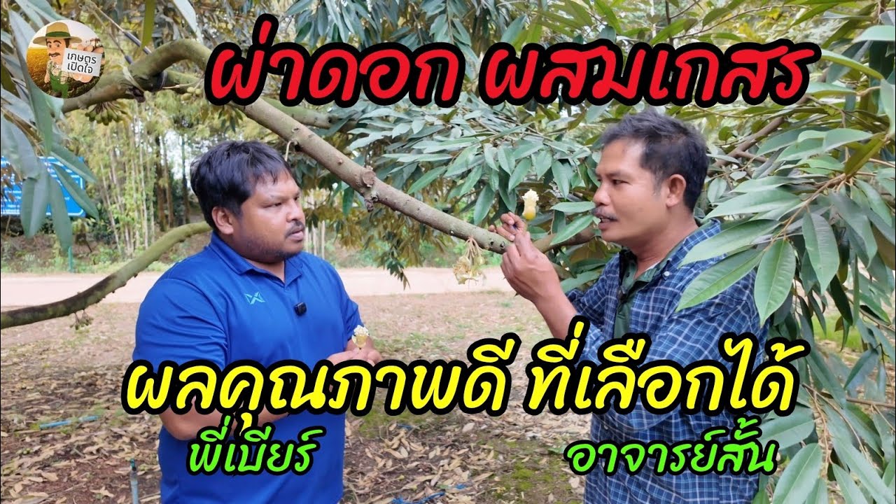 ผ่าดอก ผสมเกสร เพื่อคุณภาพที่กำหนดได้