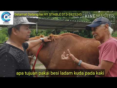 Video: Cara Menjaga Kuda
