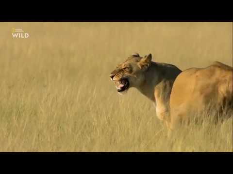 Nat Geo Wild: Смертоносная Африка. Калахари 2018