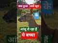 अपनी मौत से ज्यादा दुःख है #animals #facts #trending #फ्लोरिडालॉटरी #लड़का #तेरा #दीवाना