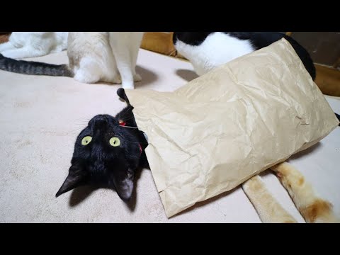 紙袋と猫たち　Cat and paper bag 220110
