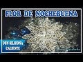 FLOR DE NOCHEBUENA CON SILICONA CALIENTE