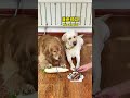 犬:私の命が欲しいの? #幽默汪驾到#萌宠#宠#搞笑#拉拉多 #doglover #ラブラドール #labrador #dog #pets