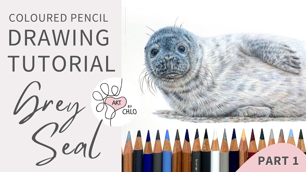 How to Draw a Realistic Grey Seal | Step-by-Step Coloured Pencil ...