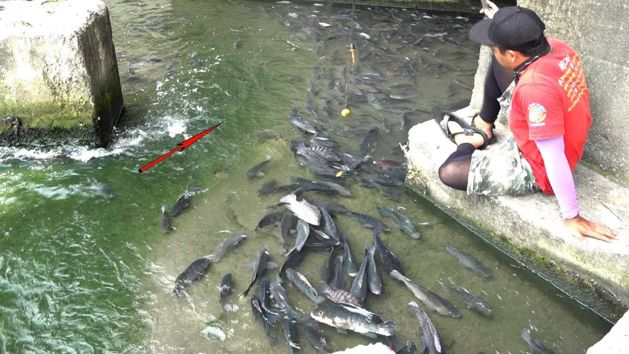 EMOSI JUGA❗IKAN LIAR TAK ADA TAKUTNYA #TC239