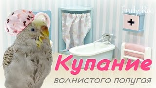 Как искупать волнистого попугая? #Волнистый #попугай #уроки по уходу и содержанию Как искупать волнистого попугая? #Волнистый #попугай #уроки по уходу и содержанию