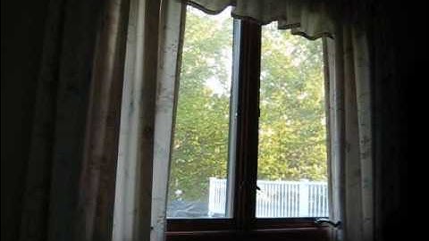 a bird keeps flying into my window