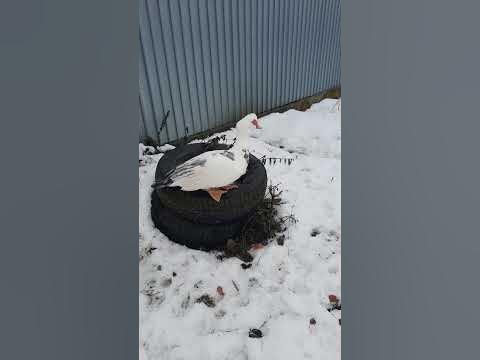 качур стоїть на одній лапі #nature #viralvideo - YouTube