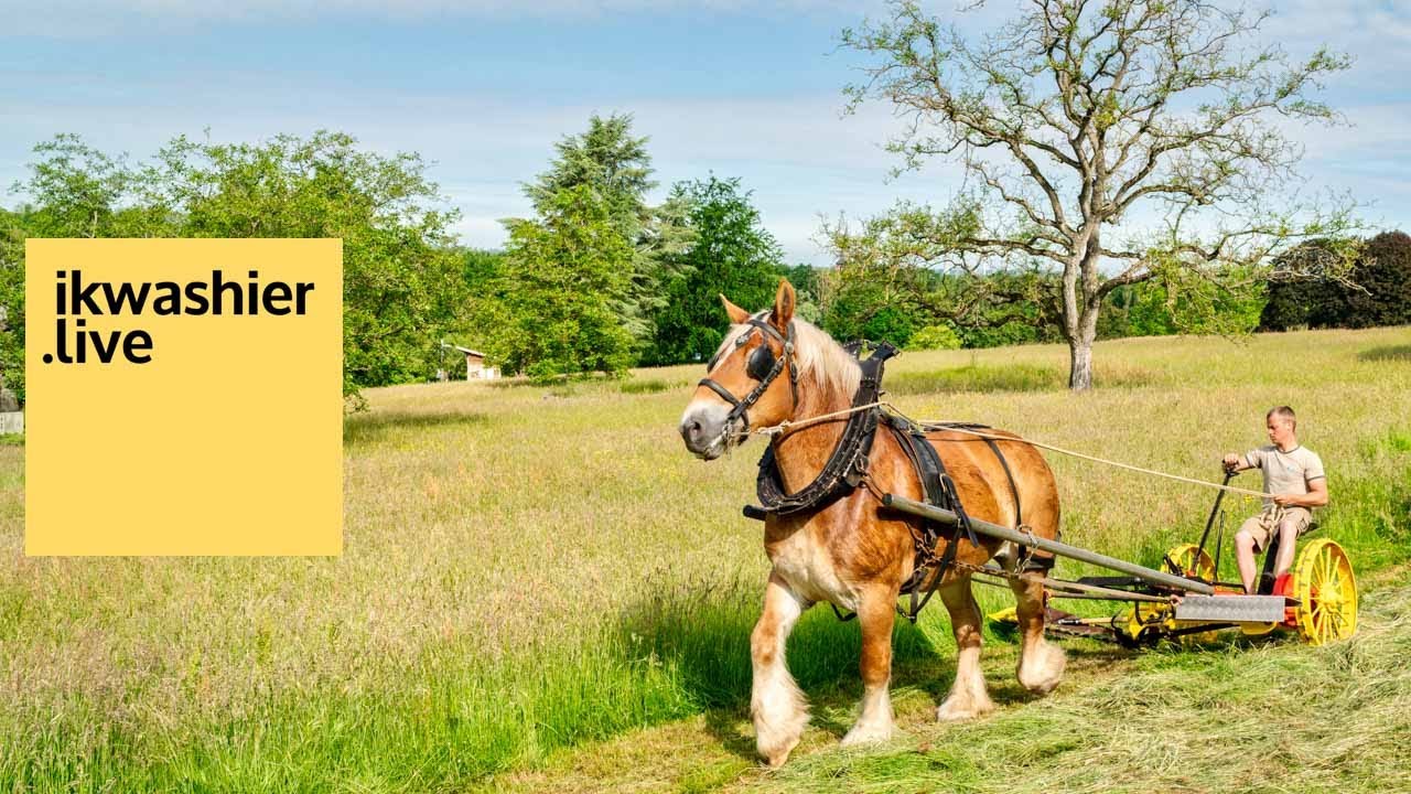 Belgisch Trekpaard Jarca maait gras en keert hooi - Belgian Draft Horse at mow day in Huizingen