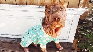 The STRANGE Reason this Dog NEEDS Pajamas to Survive! 😯 | DOGS+ by DOGS+ by Rocky Kanaka 1,295 views 2 years ago 3 minutes, 10 seconds