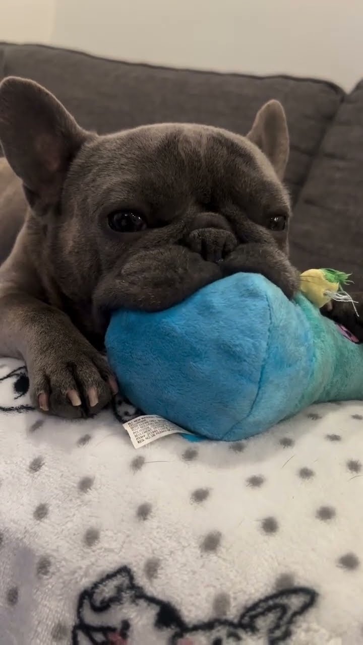 French Bulldog Nooks On Stuffed Toy || ViralHog