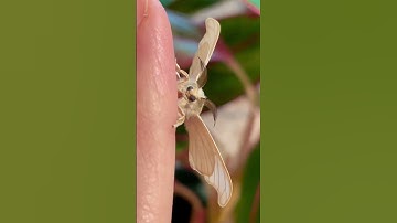 Silk Moths are adorable fluff balls