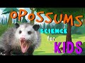 Opossum Learning Quiz