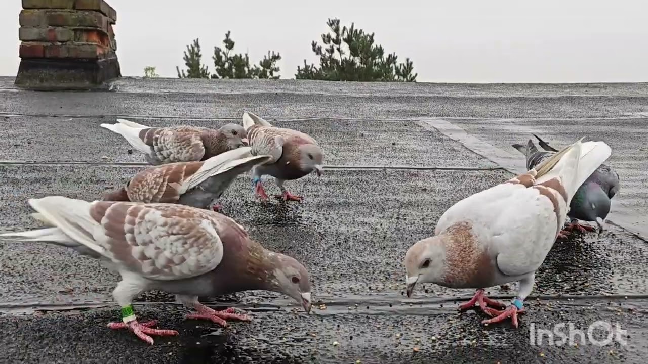 Niespodziewany gość na podwórku 😳 Trzeba dobrze zabezpieczyć gołębnik 🔐🕸️