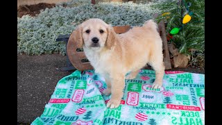 Adorable Mini Goldendoodle Puppies Available In Ohio!