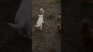 Our new Maremma pup Apollo having chicken training #farming