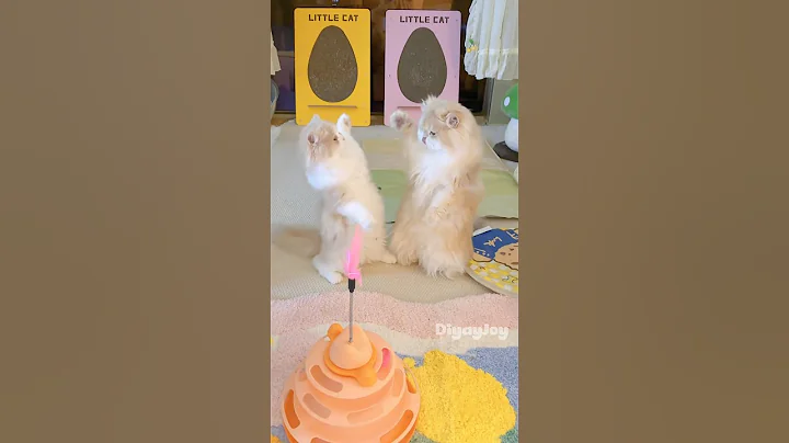 Video 10096141: cats cutecat meow catlover, cat meow kitten pets, cat meowing pets cute, cat pets meow funny, cat meowing cute adorable, meowing tiny kittens, cats meowing cute dogs