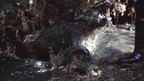 South Louisiana Hog Hunt with Dogs