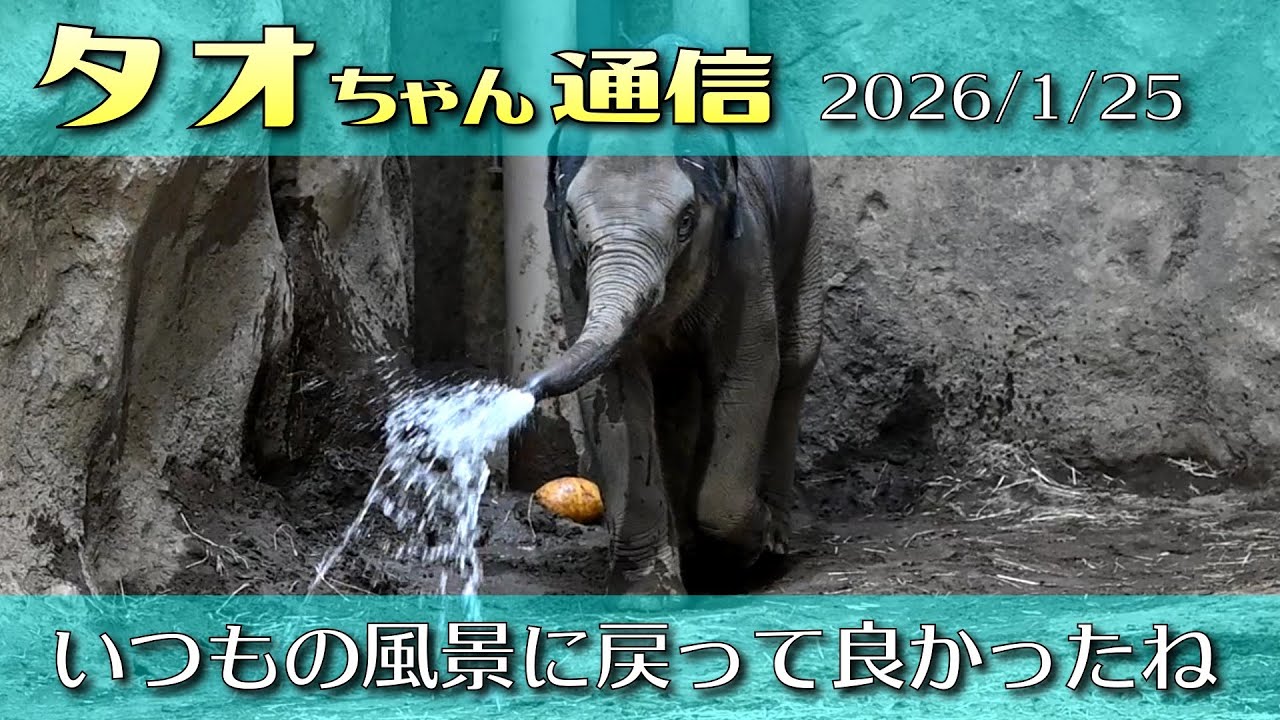 タオちゃん通信 2026/1/25 通常展示再開 いつもの風景