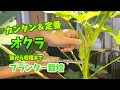 【プランター菜園】オクラ