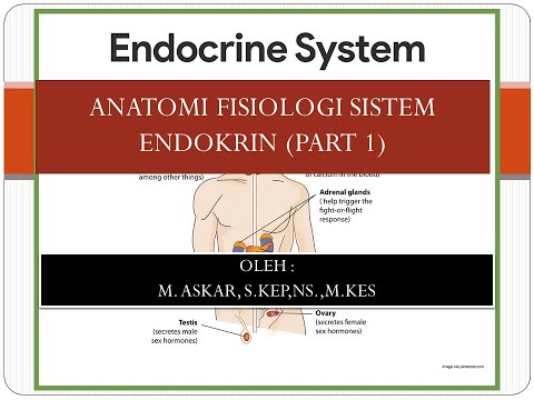 Anatomi Fisiologi Sistem Endokrin Bagian 1
