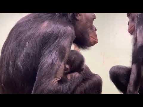 Nieuwjaarsbaby voor bonobogroep van ZOO Planckendael