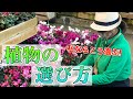 寄せ植えやリースの植物の選び方