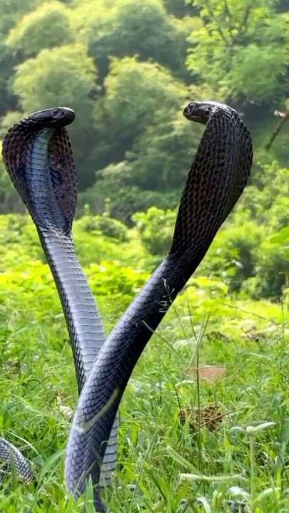 কাল কেউটা সাপ, kal keute snake, kal keute sap#shorts #kalkeutesnake #kalkeute #letsgoexploringworld