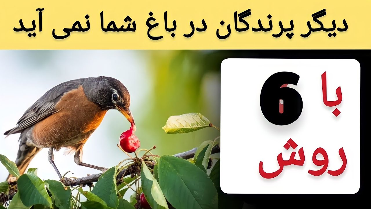 روش دور کردن پرندگان از باغ | اگر از دست پرندگان در ازیت هستید این  ویدئو را حتما ببینید