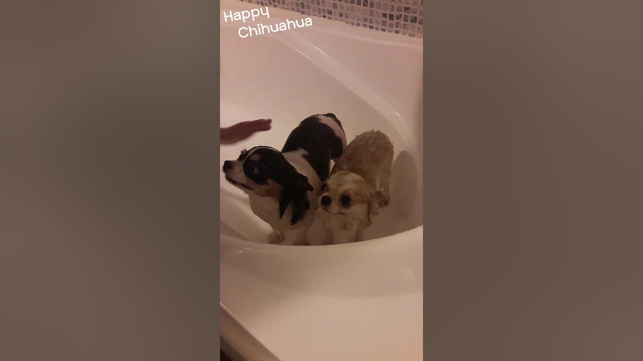 목욕하는 귀여운 치와와들 a showering puppy Chihuahua 강아지 반려견 장모치와와 YouTube