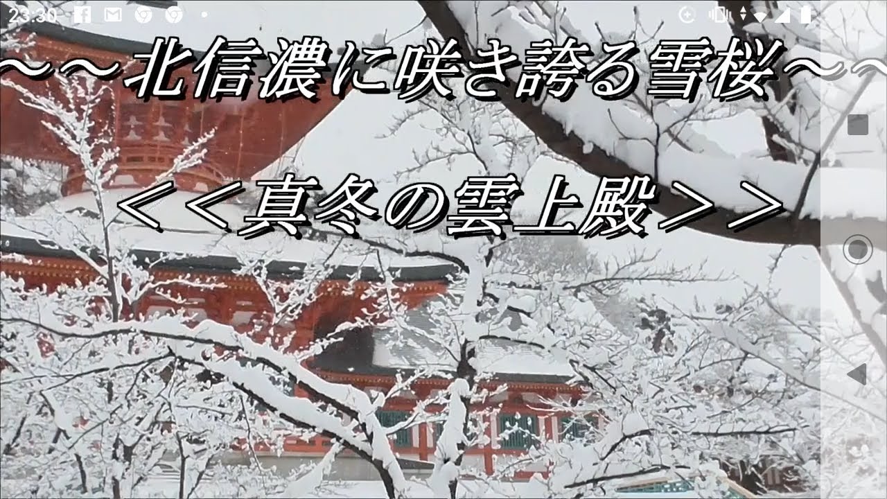 全面改訂 北信濃に咲き誇る雪桜 真冬の雲上殿 Youtube