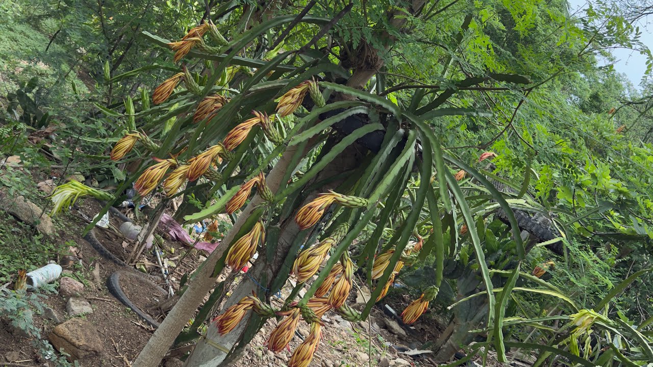 Flores de pitahayas listas para retirarlas y evitar daños a la fruta