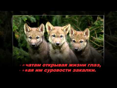 Старый вожак волчьей стаи