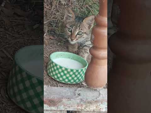 ڕۆحە جوانەکانم اكسبلور    احبد دويتو آکس ب ل و ر  تحشيش  